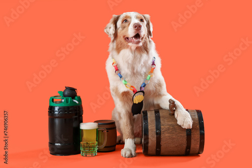 Cute Australian Shepherd dog with barrels of beer on orange background. St. Patrick's Day celebration