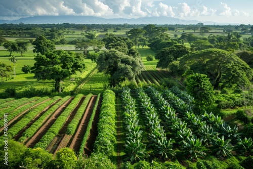 An aerial perspective showcases a diverse agroforestry system with neatly arranged rows of crops and interspersed trees in a lush countryside.