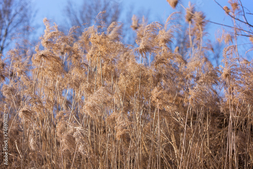 Reeds flourish in the winter