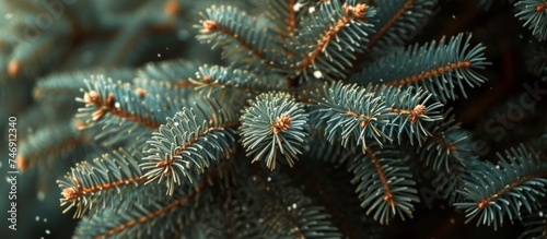 Snow-covered pine tree branch in a close-up shot  winter wonderland concept