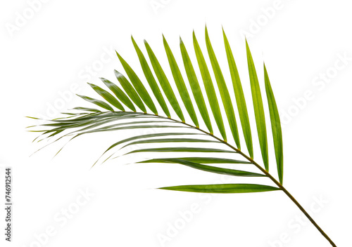 Fototapeta Naklejka Na Ścianę i Meble -  Tropical palm leaf foliage plant, PNG transparency