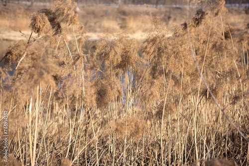Reeds in the river bed in winter