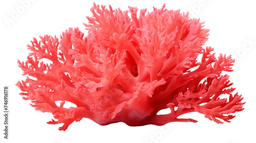 A stunning piece of coral  isolated against a blank background  showcasing its intricate beauty and natural texture  without any branding.