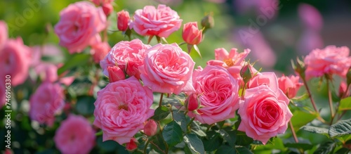 Vibrant Pink Roses Blossoming in a Serene Garden Setting