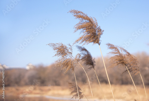 The wind blows down the winter reeds