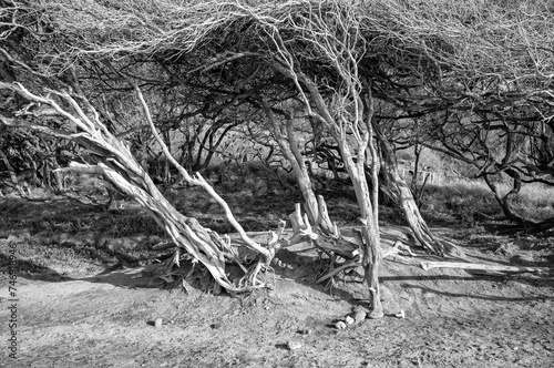 Driftwood and Dry Trees in an Arid Landscape Background. © ttrimmer