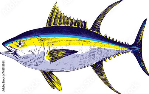 Tuna yellowfin, fish collection. Healthy lifestyle, delicious food. Hand-drawn images.