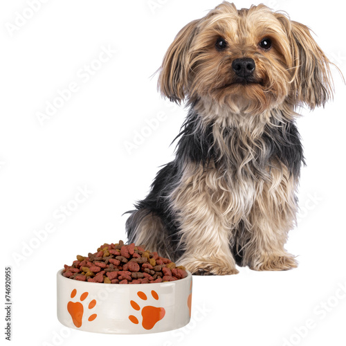 Dog eats and food of cup. Decorative Vector illustration isolated on transparent background.