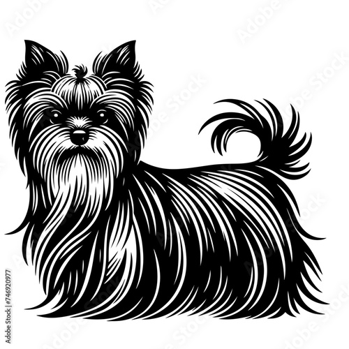 affenpinscher dog pet portrait in line art or stencil art, isolated on white background