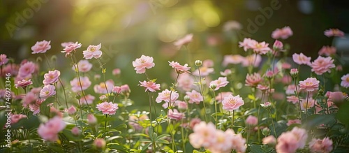 A field filled with delicate pink flowers basking in the sunlight, creating a beautiful and serene scene in a garden setting.