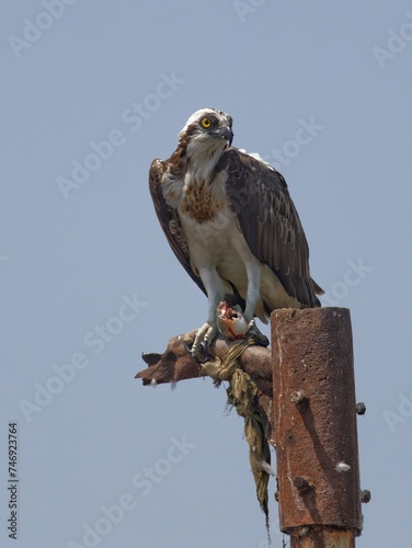 Osprey in flight with a kill natural habitat shot