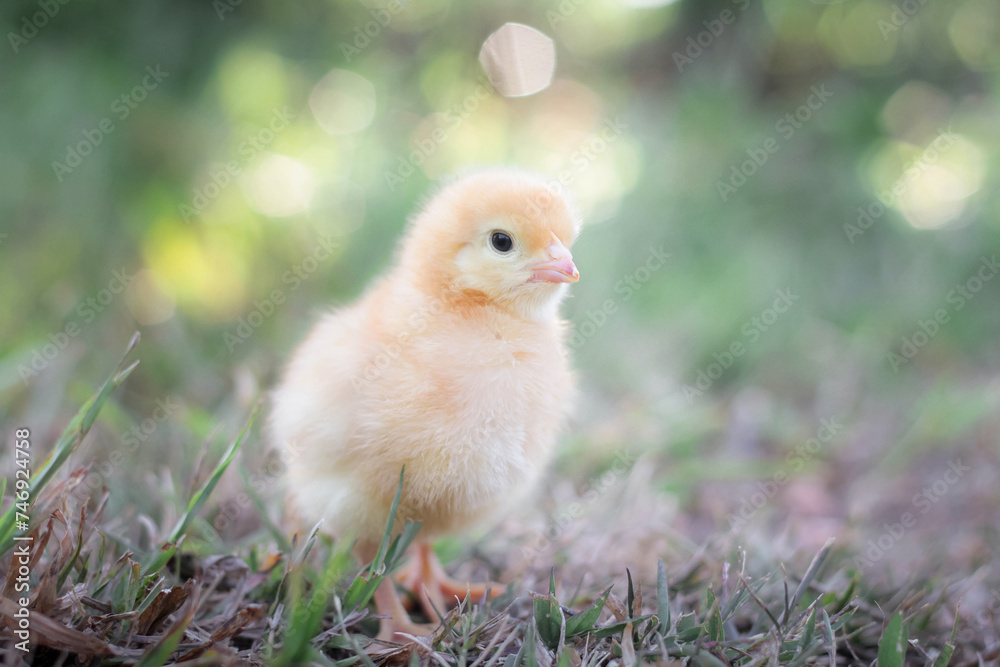 A chicken baby in the garden