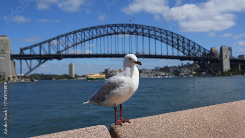 Sydney Harbour Bridge photo