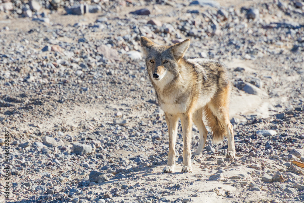 Coyote standing in the desert