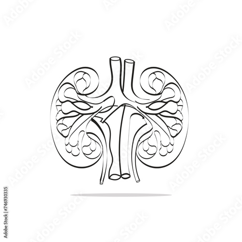 hand drawn human kidney illustration