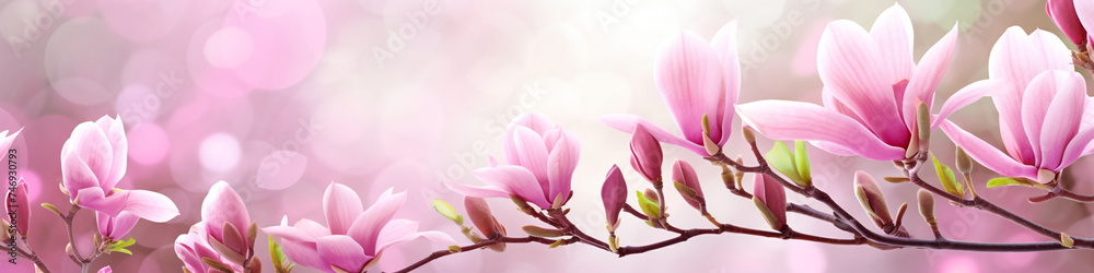 Pink magnolia flowers in a meadow