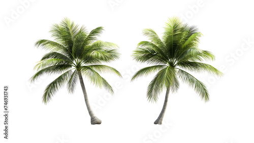 two coconut trees on a transparent background