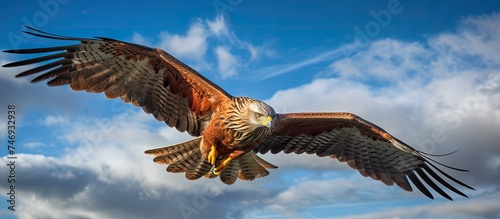 A large and majestic red kite bird is seen flying gracefully through a cloudy blue sky in Reading. The impressive wingspan of the bird stands out against the backdrop of the sky.