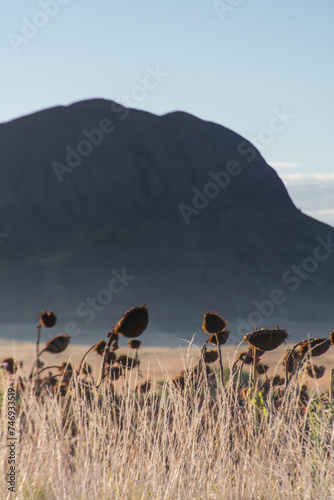 Girasol en la montaña