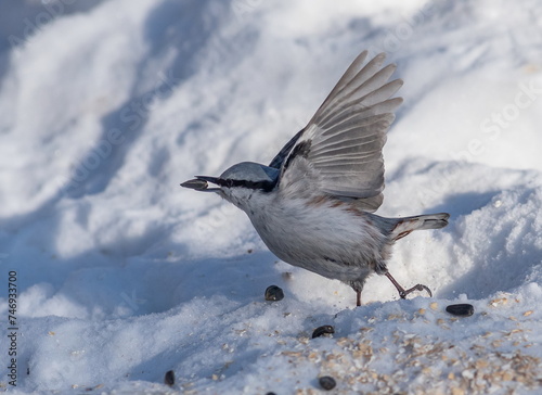 Nuthatch bird in flight in winter
