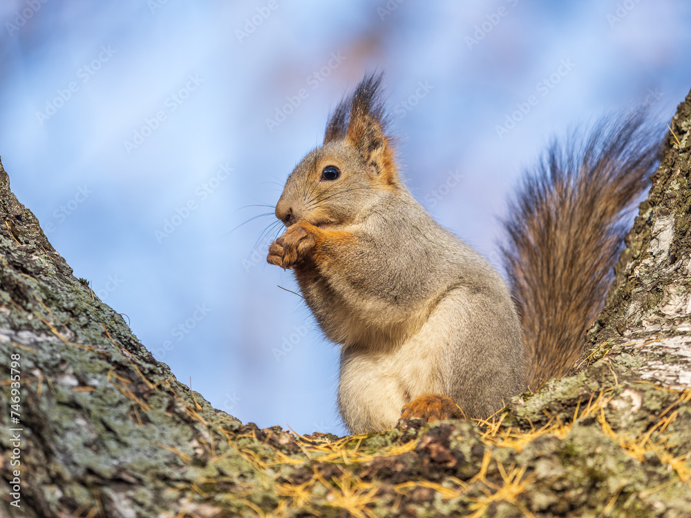 Obraz premium The squirrel with nut sits on tree in the autumn. Eurasian red squirrel, Sciurus vulgaris.