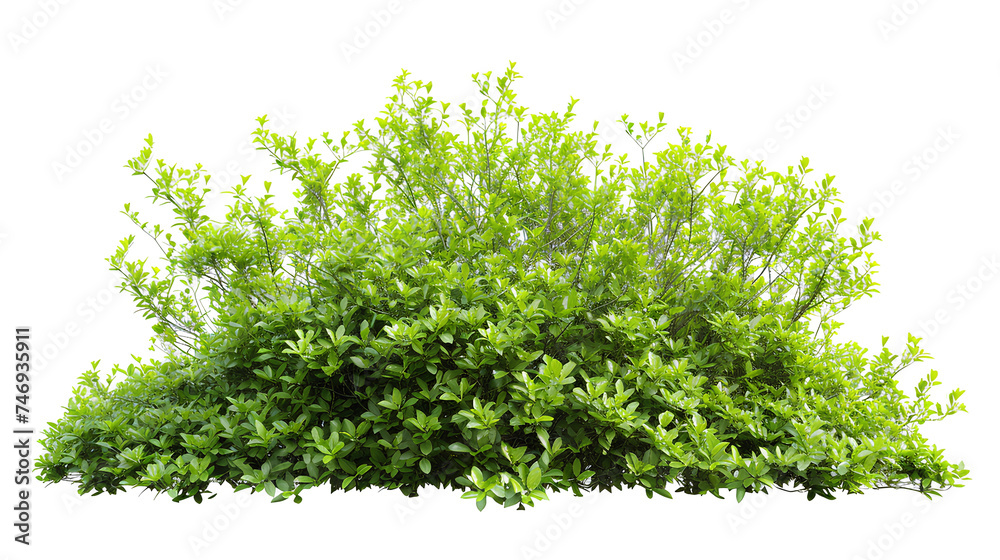 Fototapeta premium Fresh green bush isolated on white background