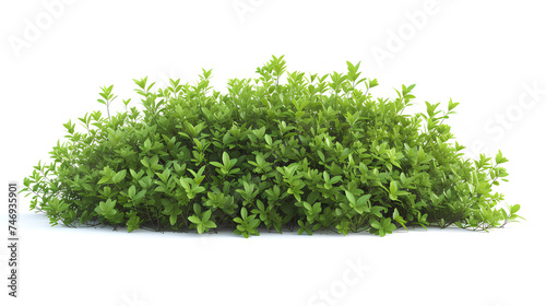 Fresh green bush isolated on white background