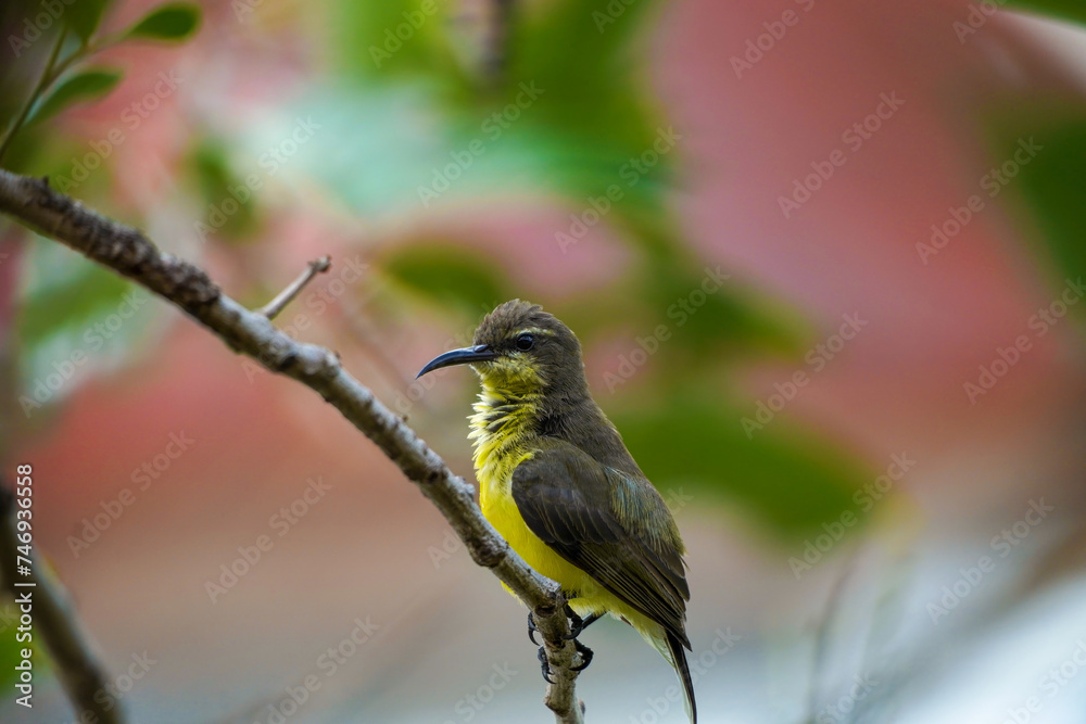 Fototapeta premium A small bird perches on a spring tree branch. Sitting on a tree branch.
