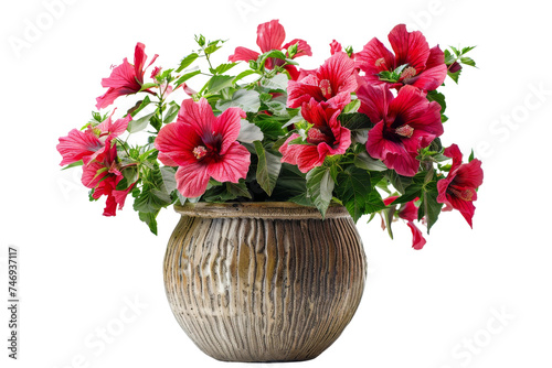 Hibiscus Showcase for Home Elegance Isolated On Transparent Background