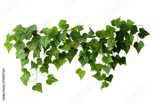 Ivy Plant Isolated On Transparent Background