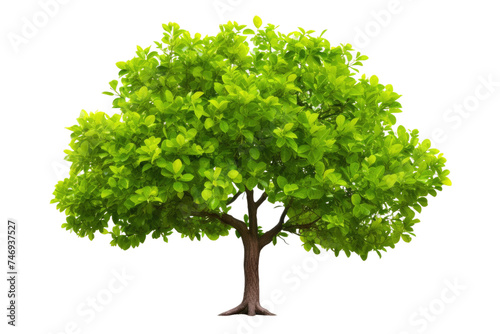 Lime Tree Isolated On Transparent Background