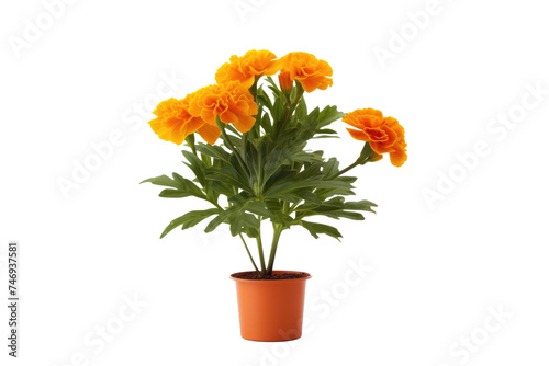 Marigold Plant Display Isolated On Transparent Background