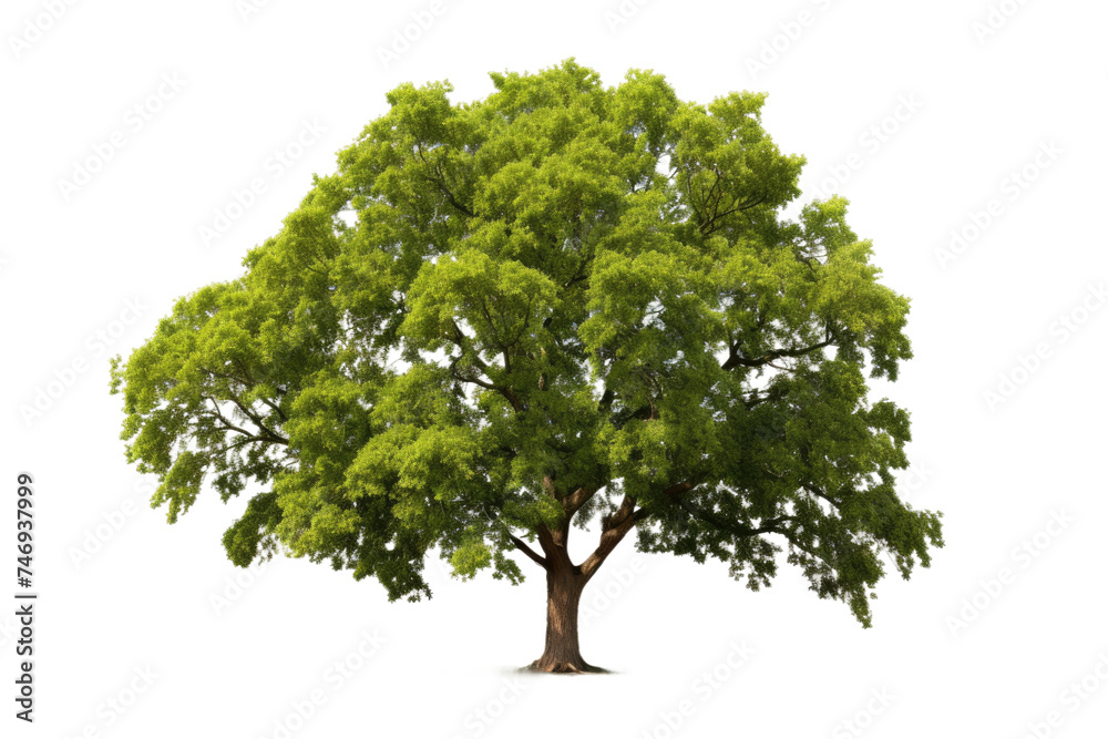Pecan Tree Isolated On Transparent Background