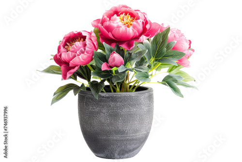 Paeonia Arrangement in Charming Decor Isolated On Transparent Background