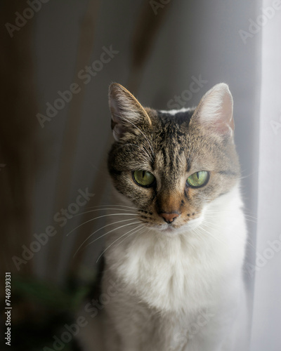 portrait of a cat with eyes