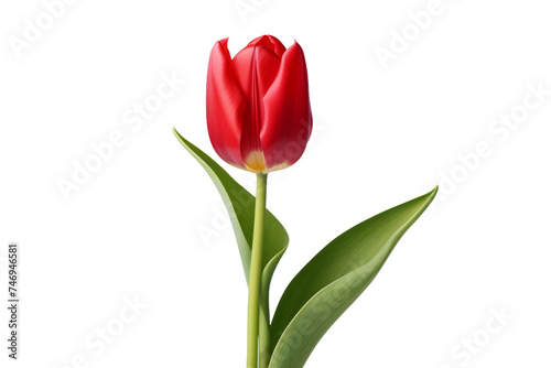 Beauty of Tulips Isolated On Transparent Background