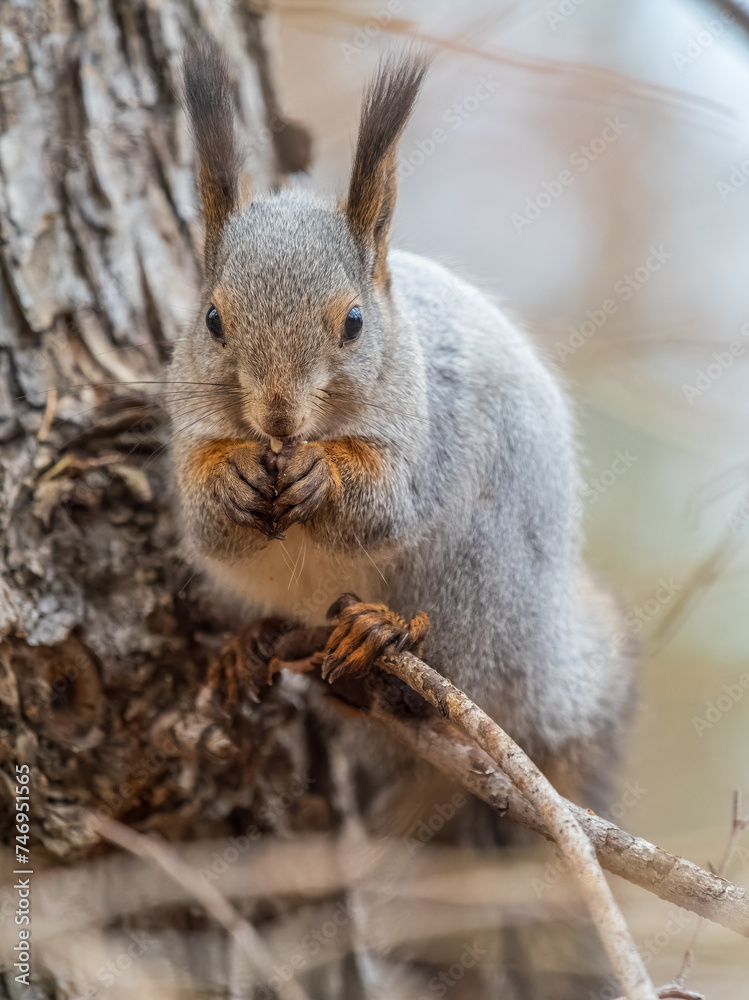 Obraz premium The squirrel with nut sits on tree in the autumn. Eurasian red squirrel, Sciurus vulgaris.