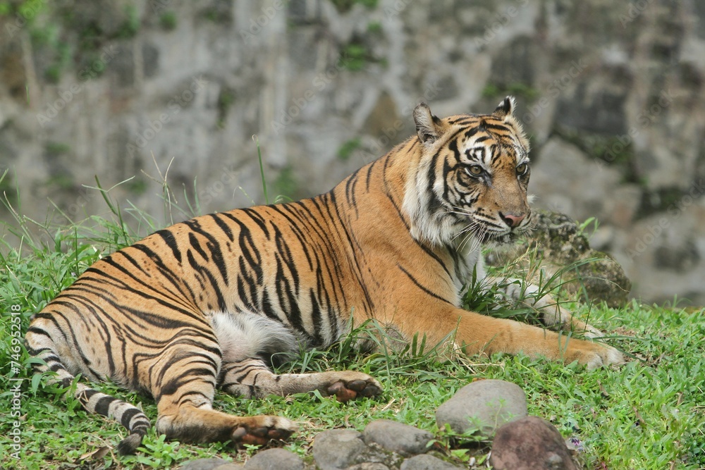 a Sumatran tiger lying in the bushes a Sumatran tiger lying in the bushes
