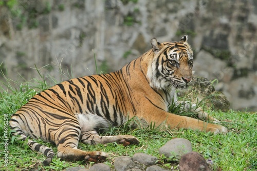 a Sumatran tiger lying in the bushes