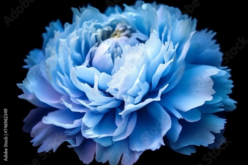 Timelapse of spectacular beautiful blue peony flow © ahmed