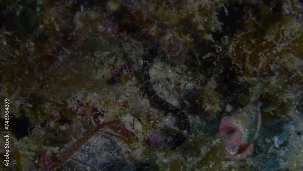 Beautiful and rare Black-striped pipefish among the colorful hard and soft coral on the ocean floor. Beautiful and rare Black-striped pipefish among the colorful hard and soft coral on the ocean floor.