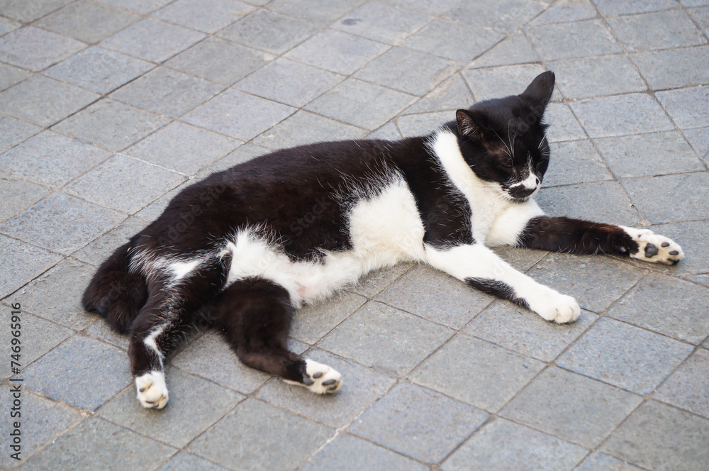 A cute and adorable domestic cat from Indonesia A cute and adorable domestic cat from Indonesia