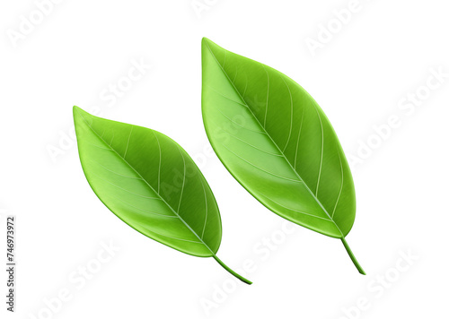 Green leaves element