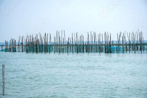 Landscape of Fishing net installed in Chilika Lake India