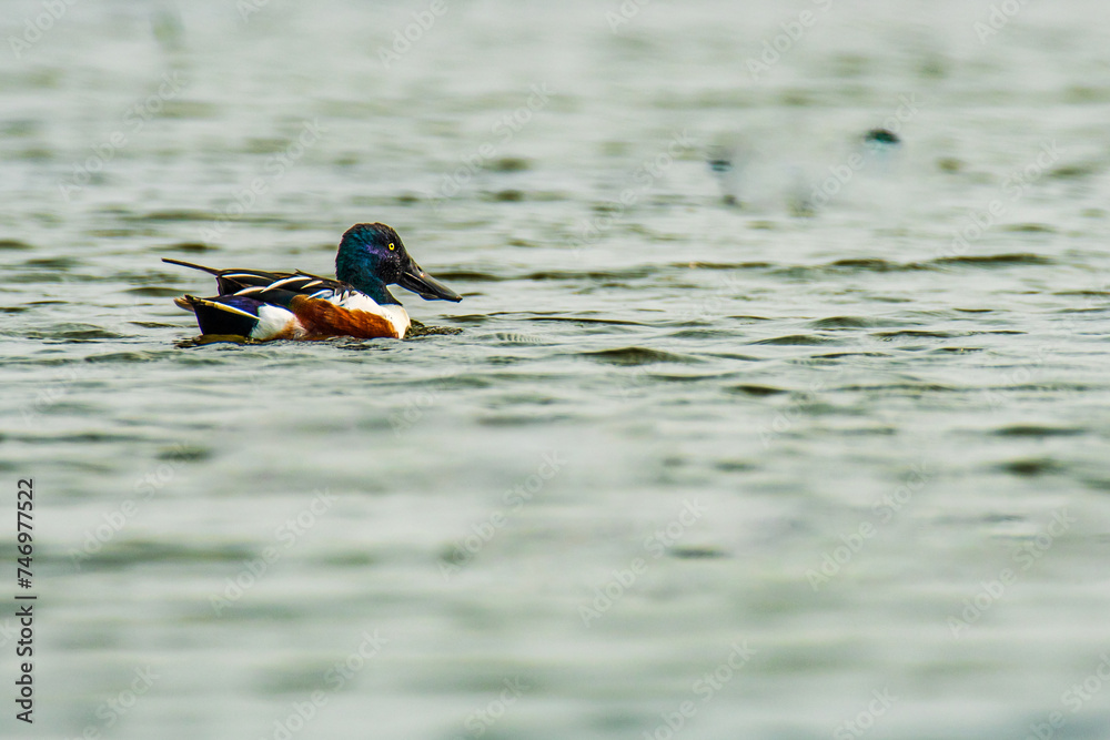 Northern Shoveler swimming in Chilika lake water Northern Shoveler swimming in Chilika lake water