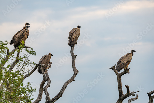 Birds in Nature