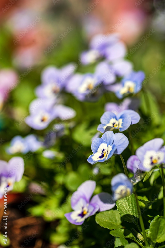 Fototapeta premium viola flowers in the garden