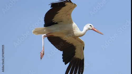 Majestic White Stork in flight against blue sky. Sunny day in Switzerland. Tracking close up shot.