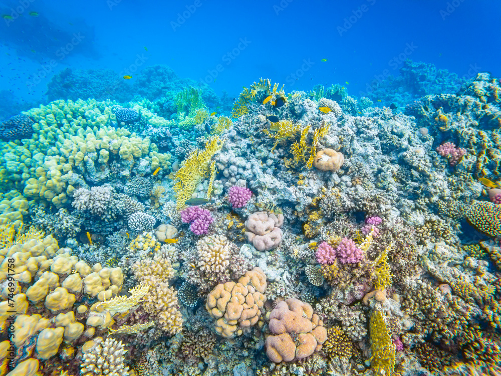 Naklejka premium Underwater image of corals in Red Sea near Hurghada town in Egypt