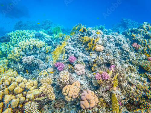 Underwater image of corals in Red Sea near Hurghada town in Egypt